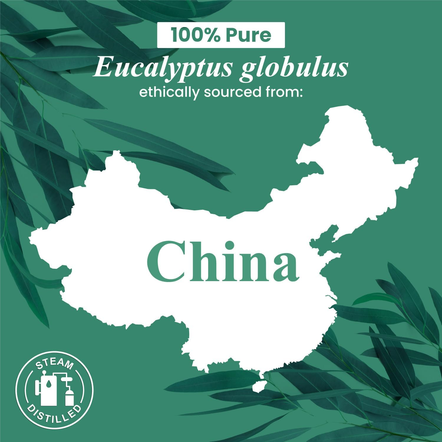 Handcraft Blends Eucalyptus Essential Oil – Huge 4 Fl Oz – 100% Pure and Natural – Premium Grade Essential Oil for Diffuser and Aromatherapy, Skin, Massage, Candle and Soap Making Fragrance - Image 8