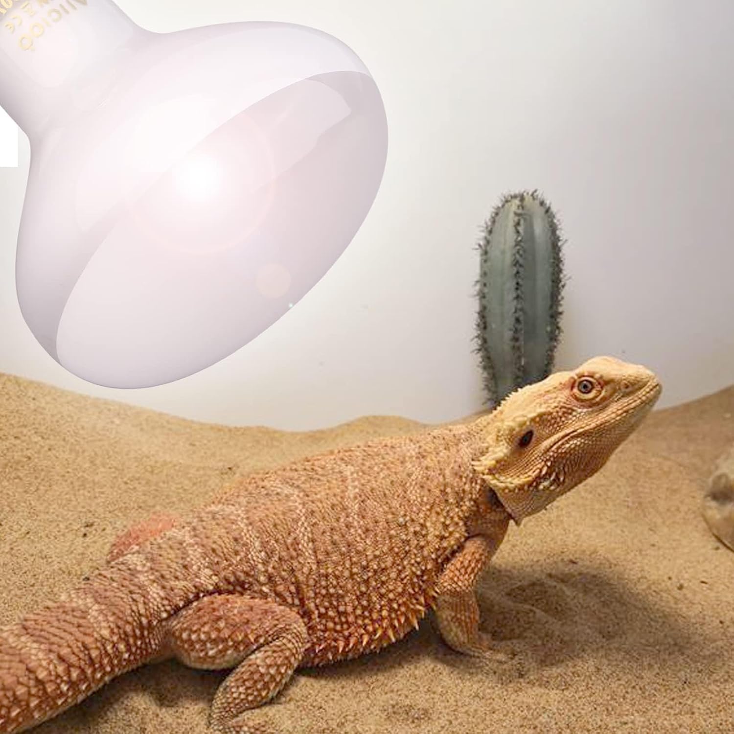 Aiicioo Reptile Basking Light Bulb - 150W Reptile Heat Lamp 2 Pack UVA Daylight Amphibians Basking Bulb for Bearded Dragon Turtle Hermit Crab Gecko Lizard Chicken - Image 5