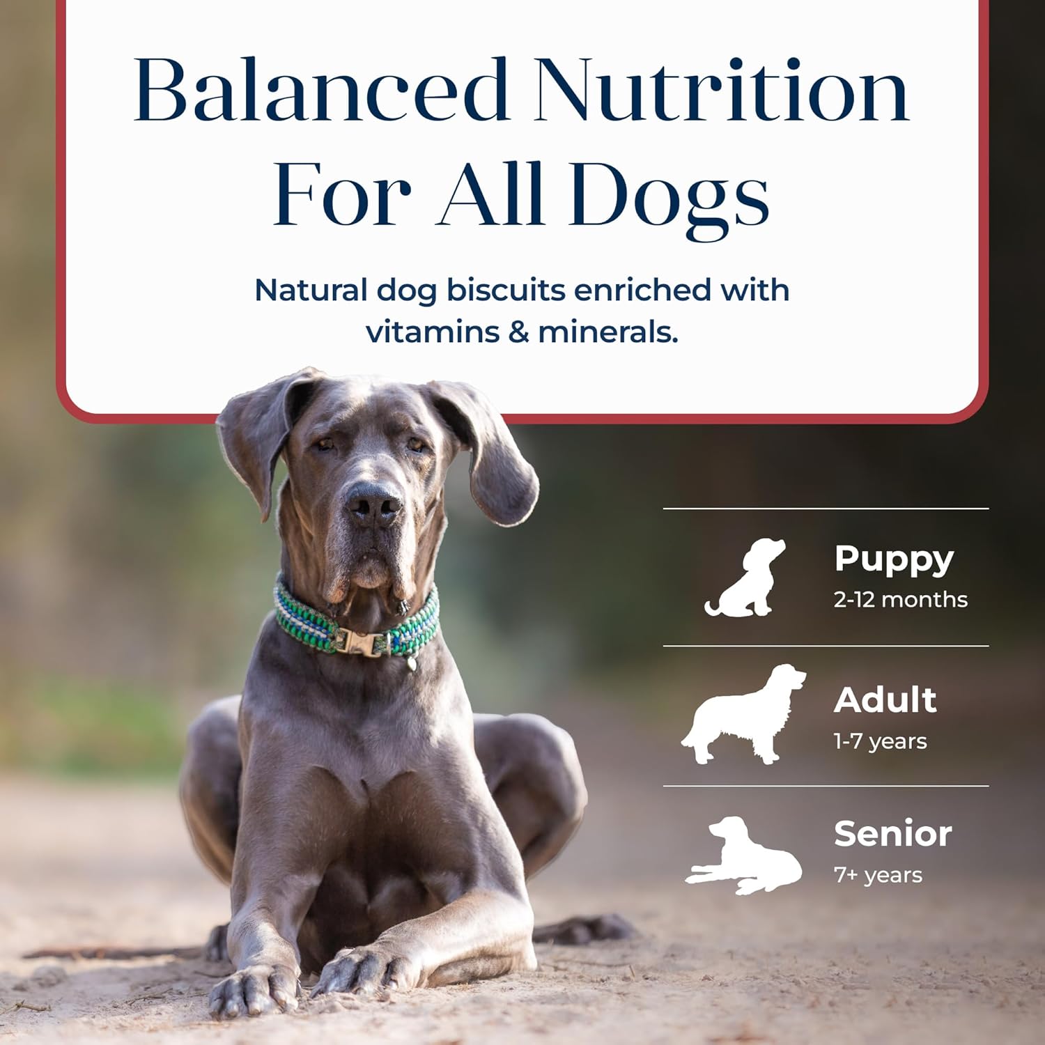 Blue Buffalo Basics Crunchy Dog Biscuits for Skin & Stomach Care, Limited Ingredient Diet Dog Treats, Salmon & Potato Recipe, 6-oz. Bag - Image 7