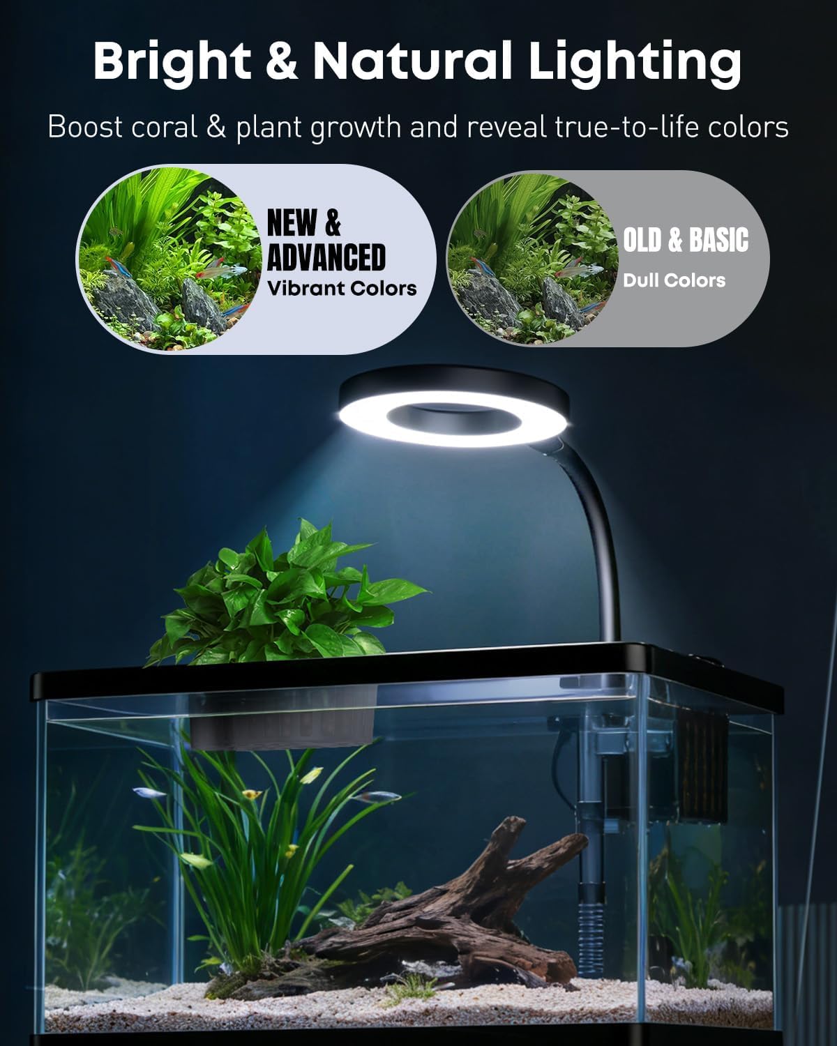 Pawfly 2 Gallon Fish Tank, Small Aquarium Kit, Betta Fish Tank Starter Kit with 6 W LED Light, 65 GPH Filter, Siphon Vacuum Water Changer & Basket, Aquarium for Betta, Shrim, or Small Fishes - Image 6