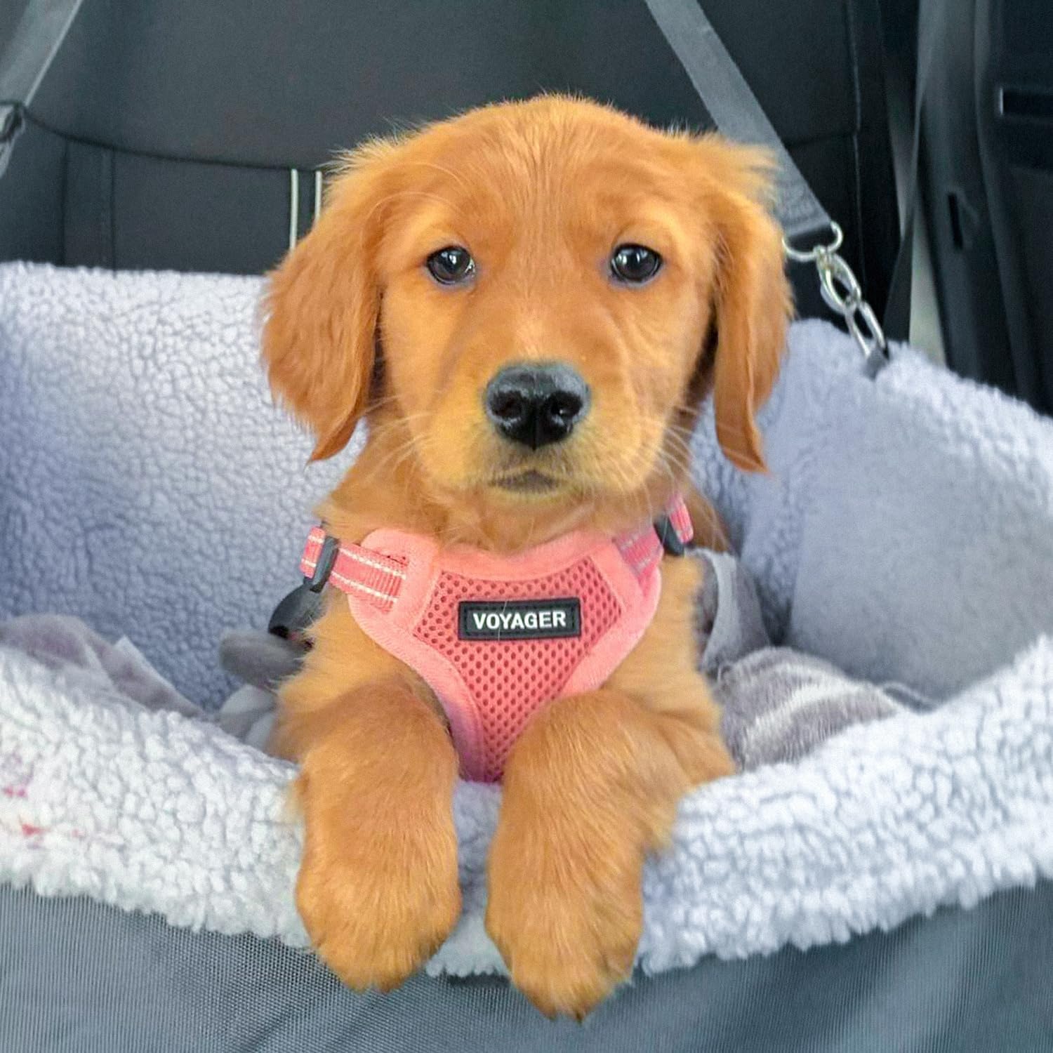 Best Pet Supplies Voyager Adjustable Step-in Flex Breathable Mesh Dog Harness for Small Medium Large Dogs Leash Set (Pink), S - Image 7
