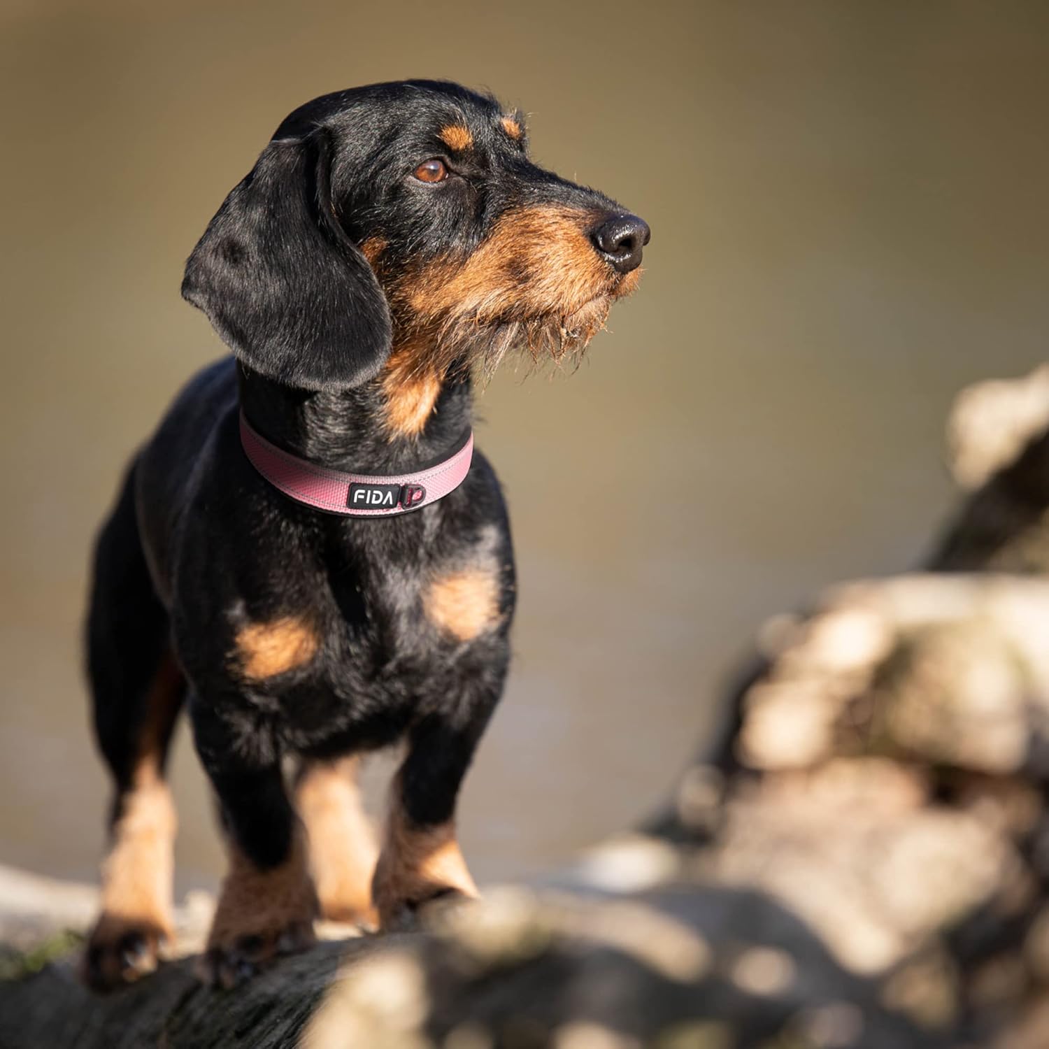 Fida Heavy Duty Dog Collar, Ultra Comfortable Soft Neoprene Padded, Adjustable Reflective Nylon Pet Collar with Durable Metal Belt Buckle for Medium Breeds (M, Pink) - Image 7