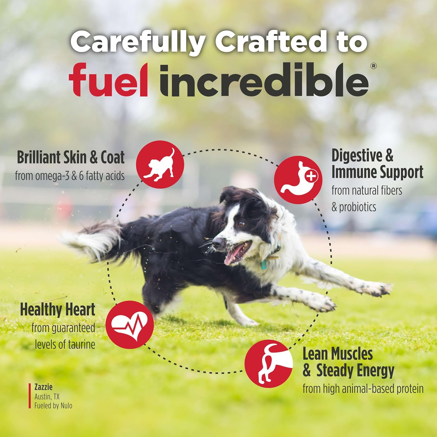 Nulo FreeStyle Adult Trim Dry Dog Food - High Protein Grain Free Dog Food for Healthy Weight Management, Natural Kibble with Probiotics, L-Carnitine and Fiber for Small, Medium, Large Breeds, 6lb Bag - Image 5
