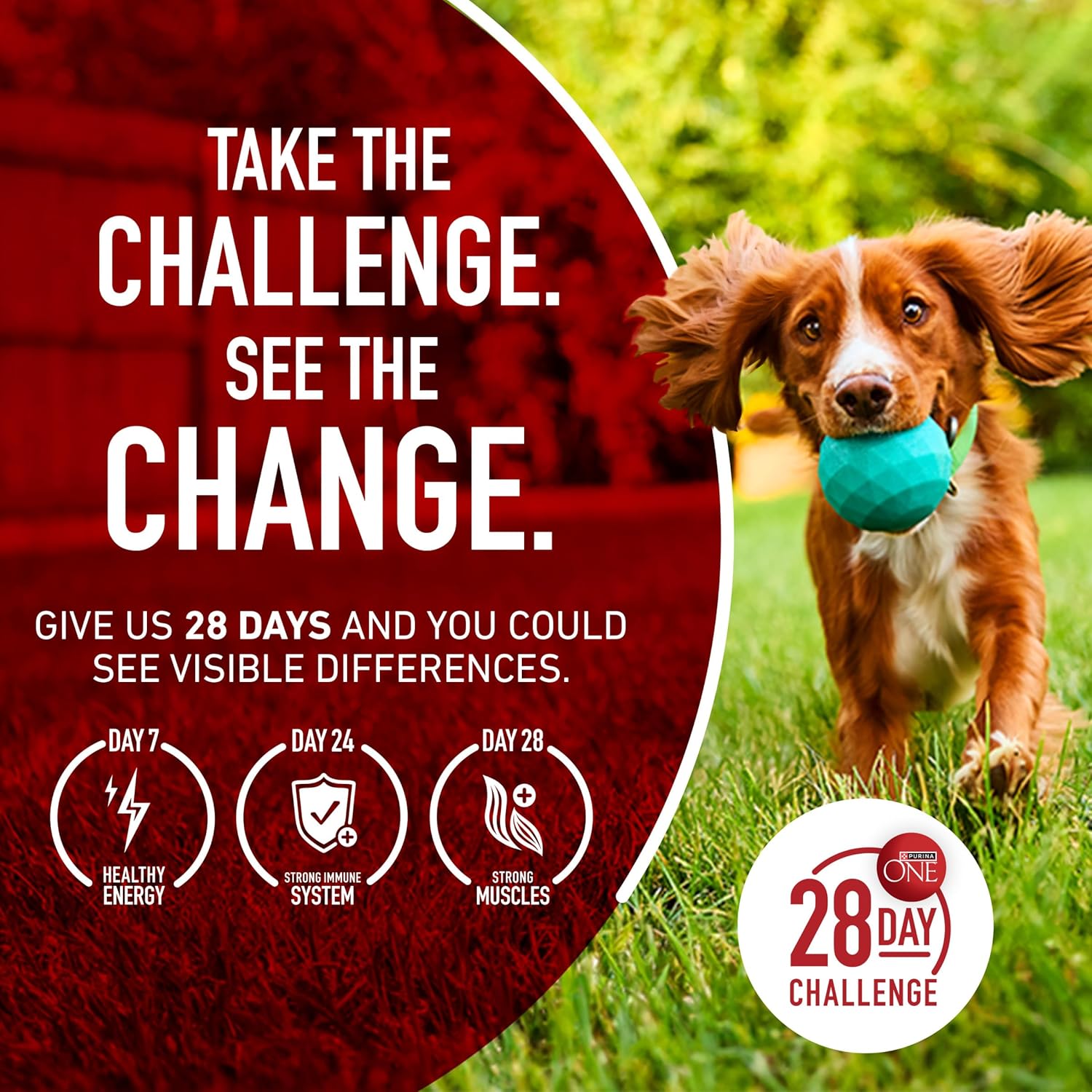 Purina ONE High Protein Dry Senior Dog Food Plus Vibrant Maturity Adult 7 Plus Formula - 8 lb. Bag - Image 11