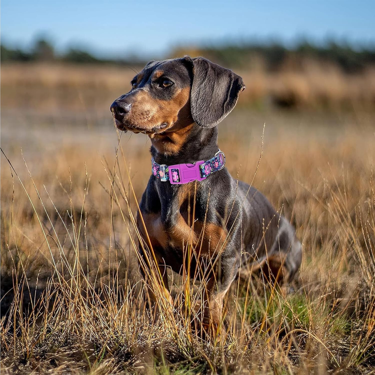 Bohemian Floral Dog Collar - Stylish Floral Pattern, Soft Nylon Adjustable Collar for Small Dogs, Quick-Release Buckle, Durable Pet Collar for Boy and Girl Puppies (Small) - Image 2