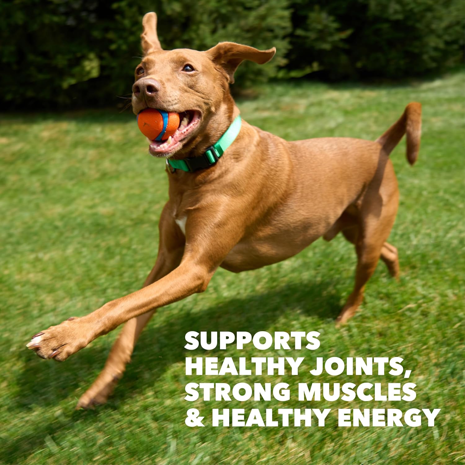IAMS Proactive Health High Protein Dry Dog Food with Chicken & Beef, 30 lb. Bag - Image 4