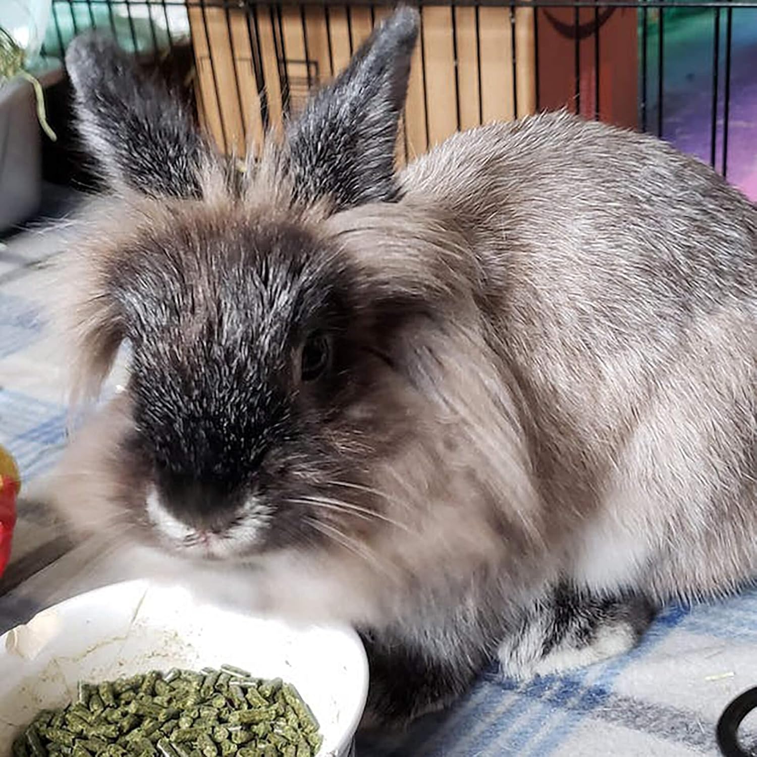 Sherwood Baby Rabbit Food. Hay-Based Pellet. No Wheat, Corn, or Soy for Better Digestion. 4.5 lbs - Image 3