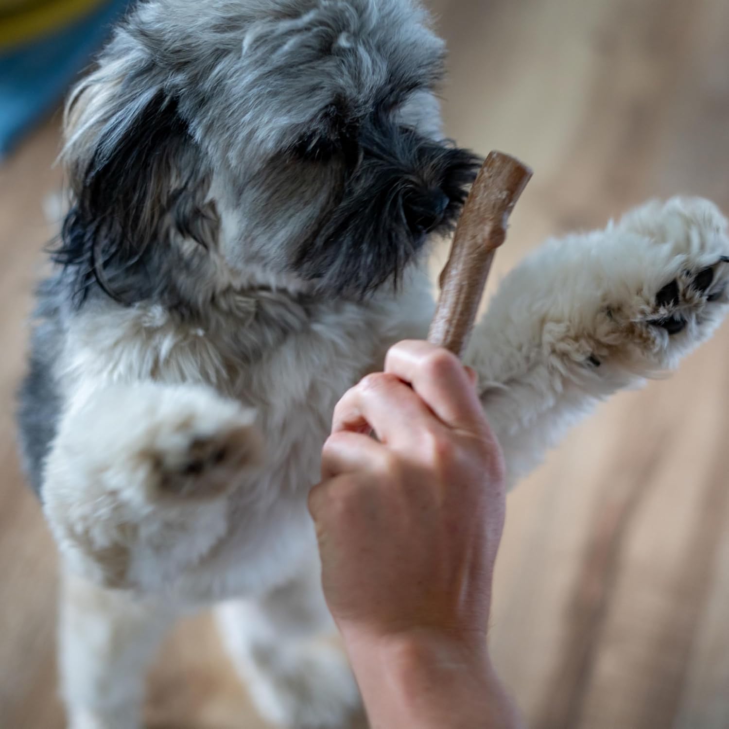 Pupstages Super Dogwood Dog Chew Toy, Made in the USA – Real-Wood Blend, Natural Wood Flavor & Texture, Moderate Chewers, XS, 6" - Image 6