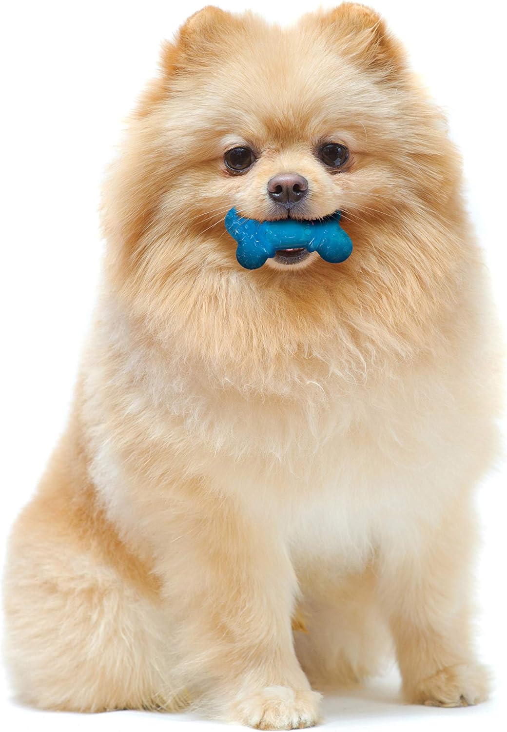 Nylabone Moderate Chew Flexi Chew Bone Peanut Butter & Bacon XX-Small/Tiny (2 Count) - Image 3