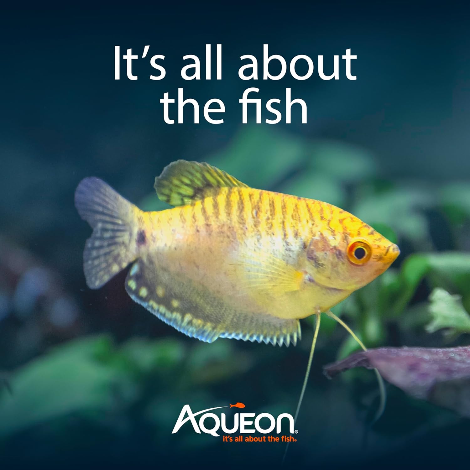 Aqueon Aquarium Starter Kit with Smart Clean Filtration and LED Lighting, Freshwater and Saltwater Fish, 20-Gallon - Image 8