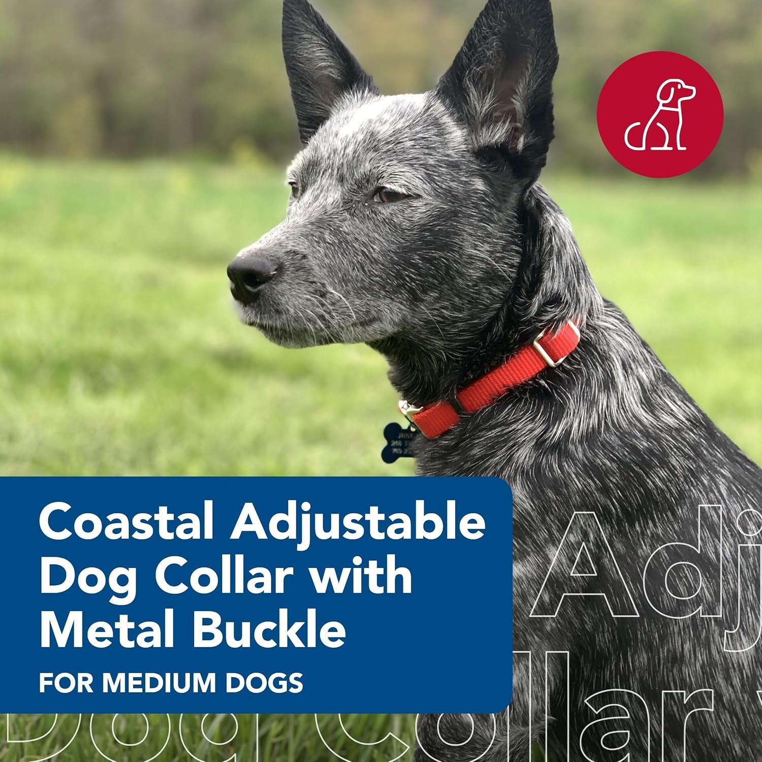 Coastal Pet Adjustable Dog Collar with Metal Buckle - Comfortable Fade-Resistant Dog Collar with Snap Lock - Perfect for Walking & Tie Outs - Red - 3/4" x 14" - 20" - Image 2