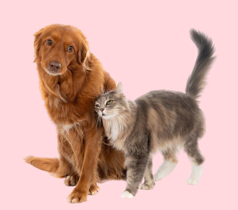 Pet Supplies